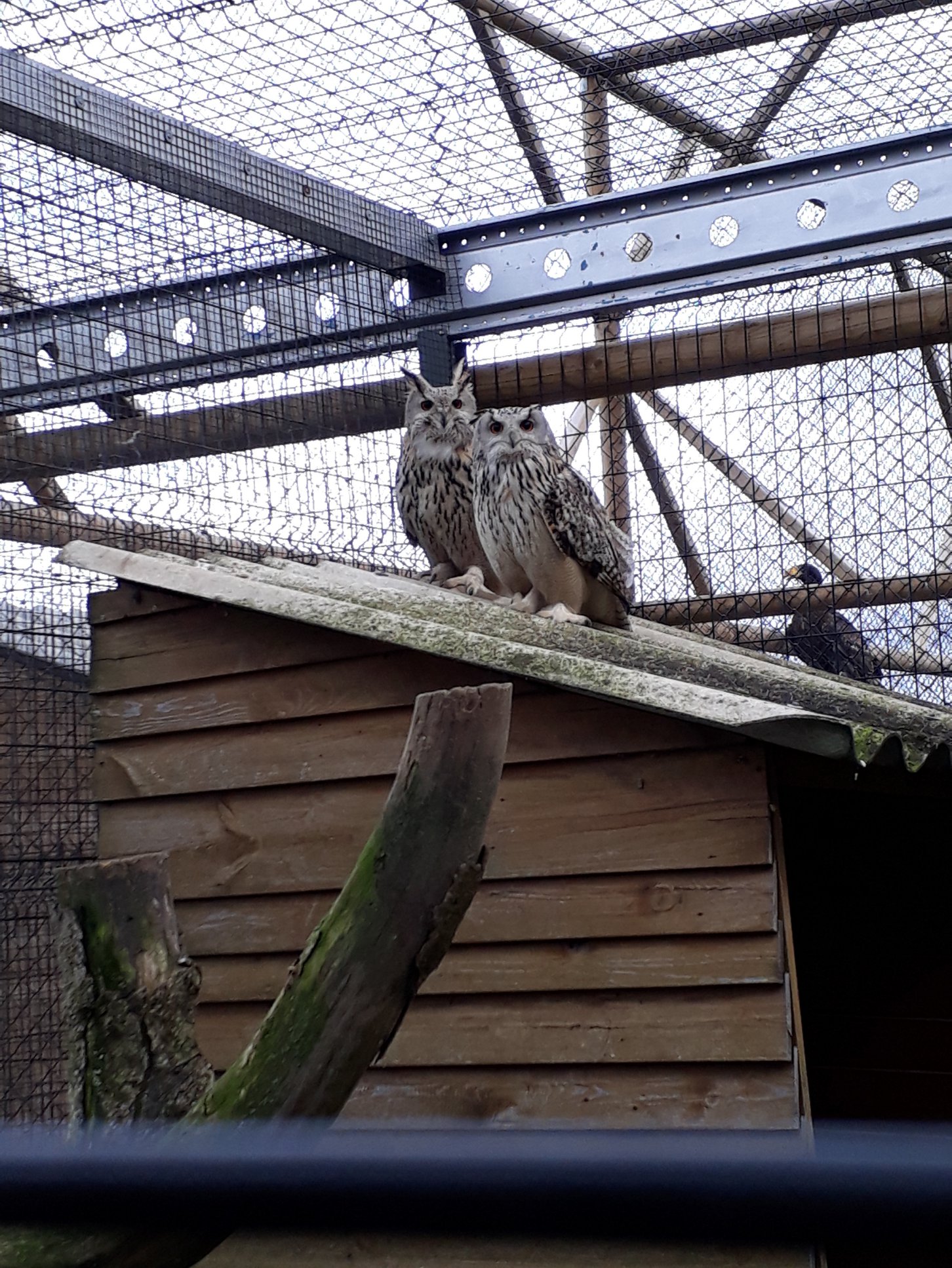 Sint-Martinus den XIIde - Roofvogelactiviteit WHV